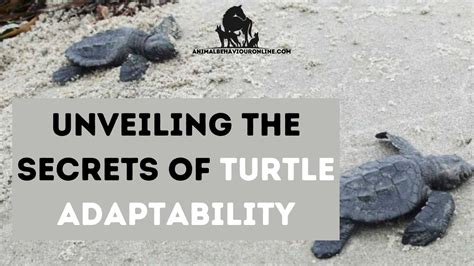 Unveiling the Turtle's Representations of Wisdom and Adaptability