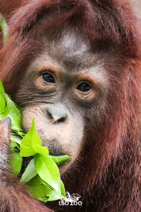 Unveiling the Unique Dietary Patterns and Nutritional Needs of Orangutans