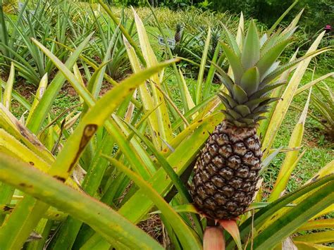 Unveiling the Wonders of Jamaica's Iconic Produce