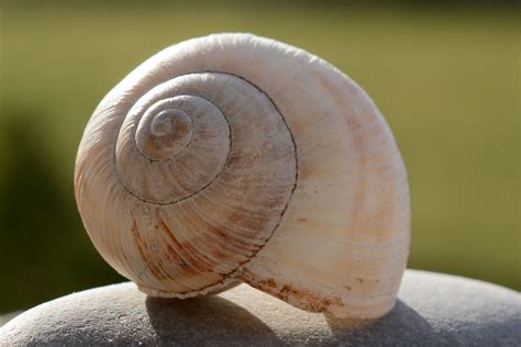 Unveiling the Wonders of a Snail's Shell