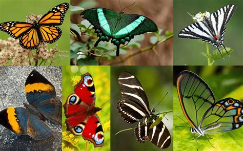 Unveiling the World of Exquisite Butterflies