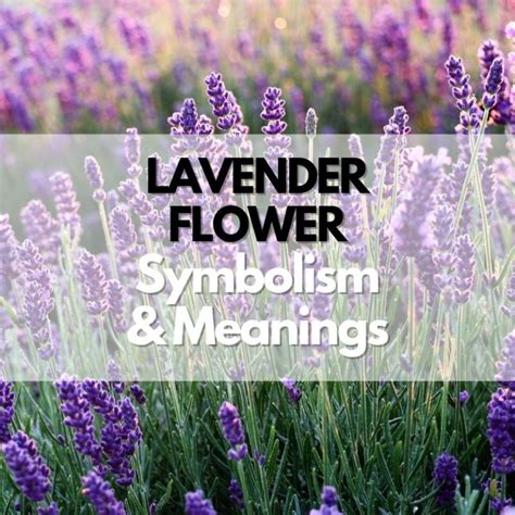 Unveiling the mystery: An expedition into the symbolism of lavender foliage