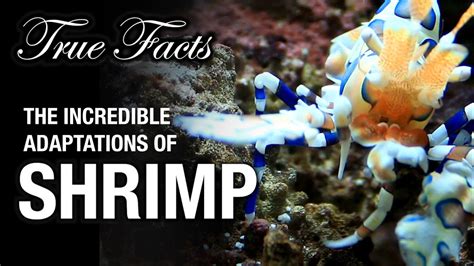 Unveiling the remarkable abilities and adaptations of shrimps