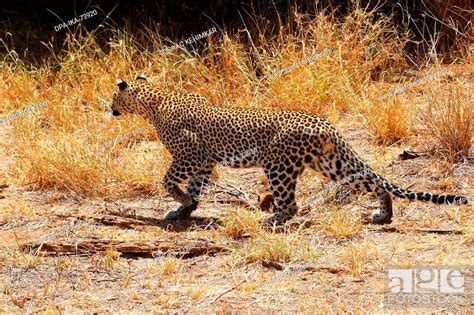 Unwrapping the Significance of the Panthera Pardalis Serpentes