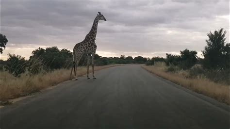 Up Close and Personal: Unforgettable Encounters with Majestic Giraffes