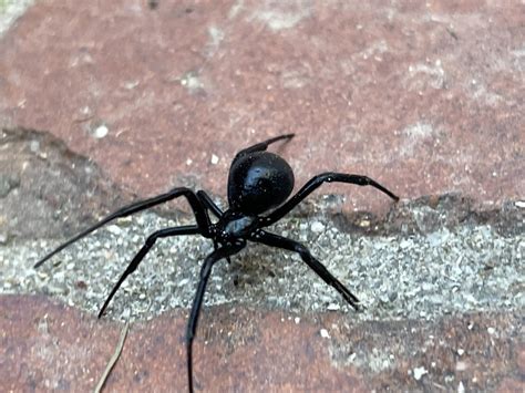 Variety in Darkness: Unveiling the Distinctive Species of Ebony Widow Spiders