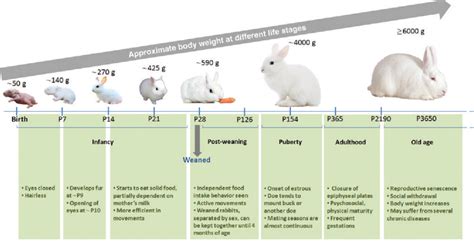 Vulpes Bunny Age and Height