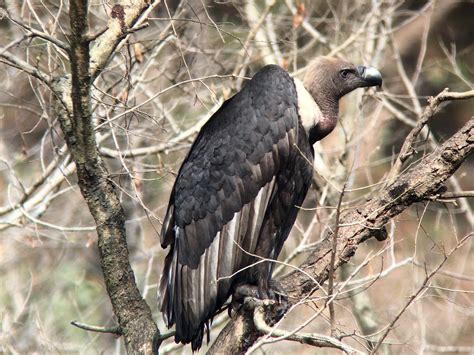 Vultures as Unique and Intriguing Companions