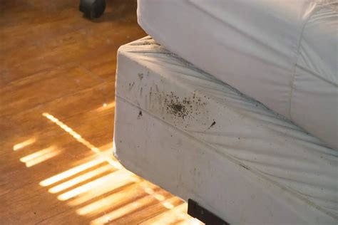 Warding Off Bed Bugs: Effective Measures to Prevent and Eradicate Infestations