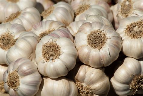 Warding off Evil and Promoting Healing: The Significance of Garlic Dreams