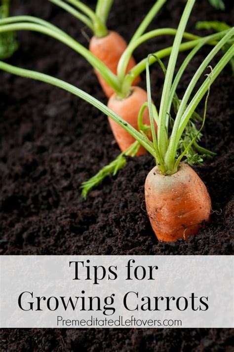 Watering and Maintaining Carrots: Essential Care Tips