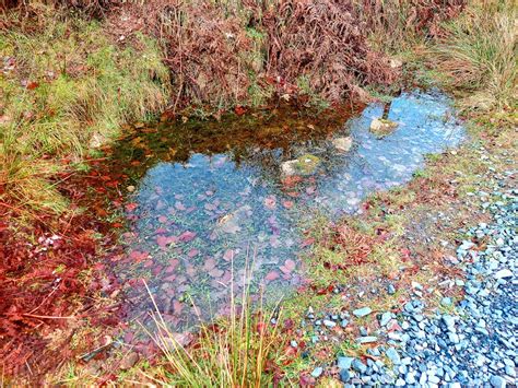 Weather Patterns: The Influence of Meteorology on Frog Precipitation