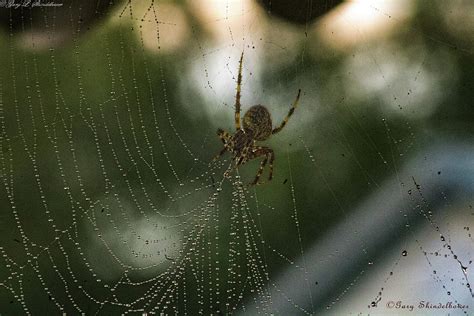 Weavers and Orb-builders: Discovering the Intricate Realm of Spider Silk