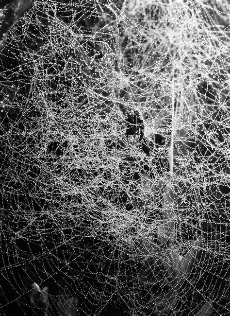 Web Weavers: The Intricate Spider Silk and Weaving Techniques