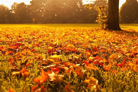 Welcome to Fall Foliage Delight: Appreciating the Vibrant Palette of Nature