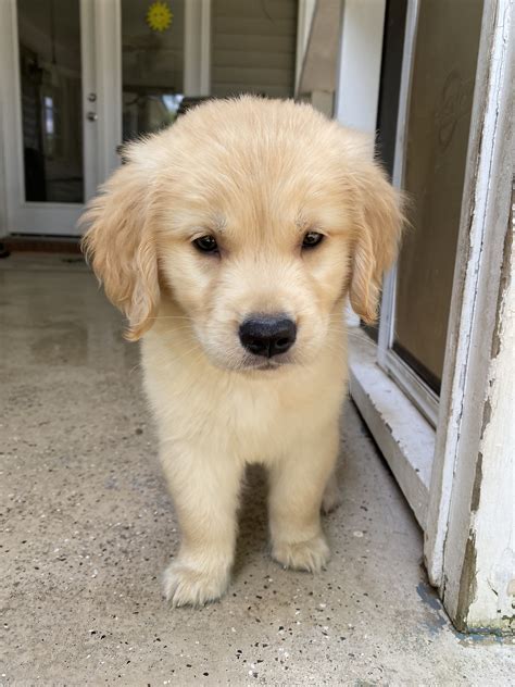 Welcome your new addition: Bringing your Golden Retriever puppy home