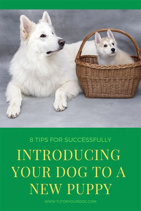 Welcoming a New Furry Friend: Tips for Successfully Introducing a Puppy to Your Family