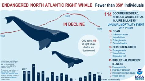 Whaling in History: From Resource to Endangered Species