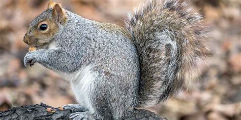 What You Need to Consider Before Getting a Squirrel as a Pet