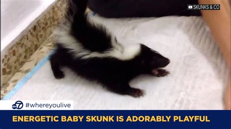 What to Know Before Considering a Skunk as a Companion