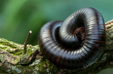 When to Seek Professional Assistance for Millipede Extermination