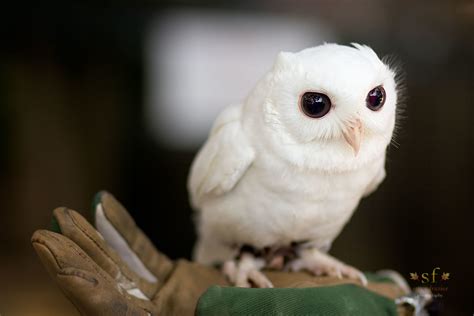 Whispers of Nature: The Enchanting Small White Owl