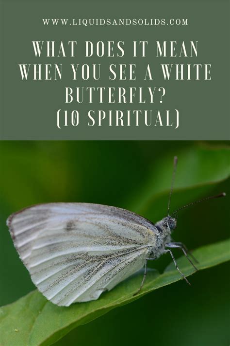 White Butterflies and their Connection to Spiritual Guidance in the Interpretation of Dreams
