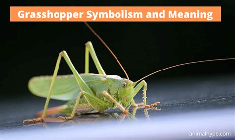 White Grasshoppers as Messengers: What Do They Convey?