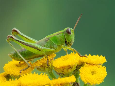 White Grasshoppers in Mythology and Folklore