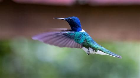 White Hummingbirds: A Reflection of Purity, Innocence, and Beauty