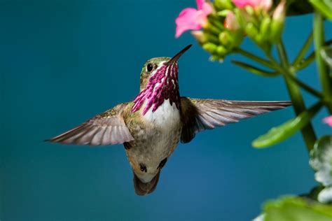 White Hummingbirds as Divine Messengers: Exploring Their Symbolic Representation