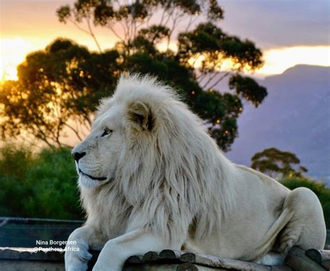 White Lions in Cultural and Historical Contexts