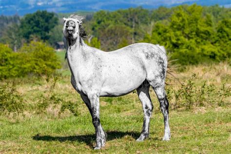 White Mare's Physical Measurements Revealed