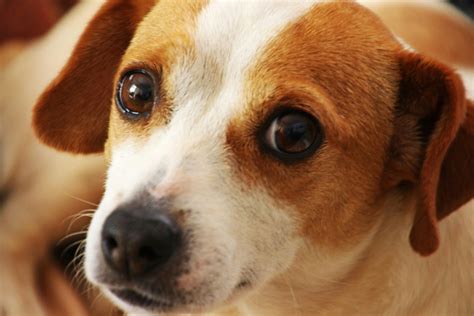 White and Brown Dogs: A Representation of Balance and Duality