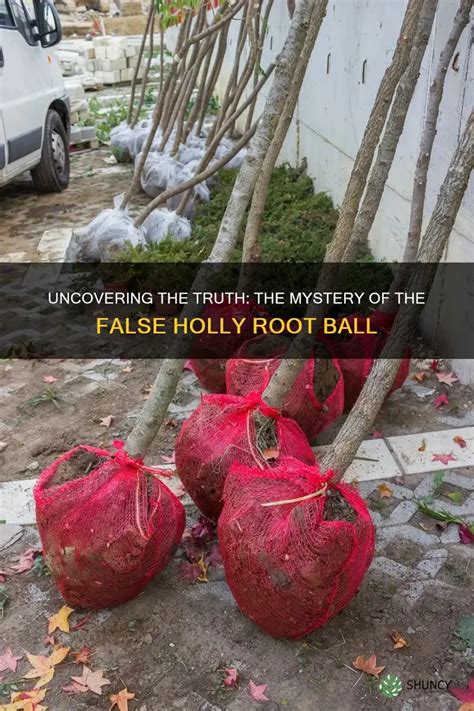 Who is Holly West? Uncovering the Mystery