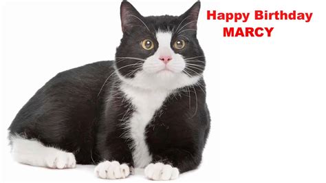 Who is Marcy Cat?