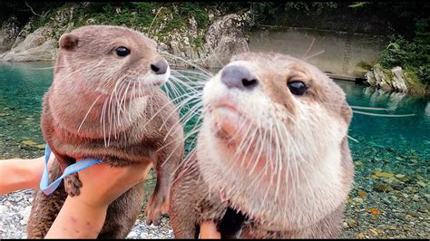 Why Are Otters Popular as Companions?