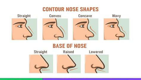 Why Are Some Individuals Attracted to Larger Nasal Features?