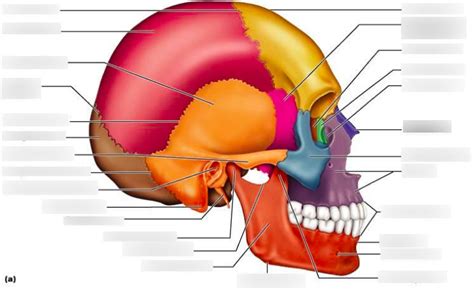 Why Are Some Individuals Frequently Haunted by Visions of Facial Sutures?