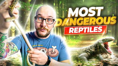 Why Are Some People Drawn to the Idea of Possessing Dangerous Reptiles?