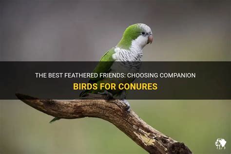 Why Choose a Feathered Friend as a Furry Companion?