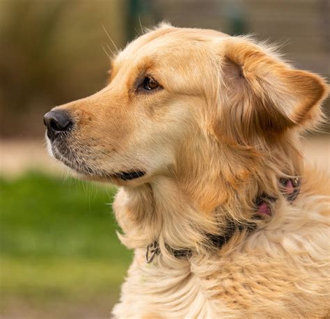 Why Choose a Magnificent Golden Retriever?