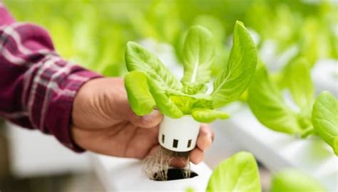 Why Cultivating Lettuce is Valuable and Rewarding