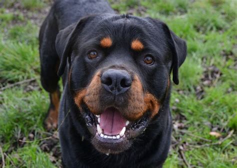 Why Rottweiler Puppies Are an Excellent Choice for Canine Enthusiasts