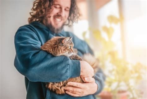 Why a Cat? Understanding the Appeal of These Independent and Affectionate Creatures