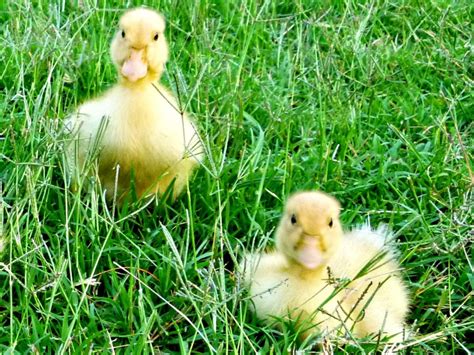 Why a pet duckling may be the ideal choice for you