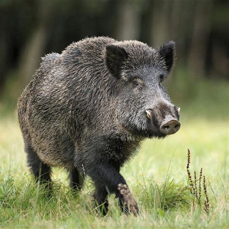 Wild Boar Conservation: Striking a Balance Between Gastronomic Desires and Environmental Stewardship