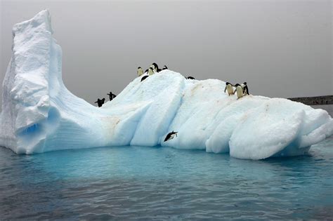 Wildlife Oasis: Discovering the Diversity of Life Surrounding Icebergs