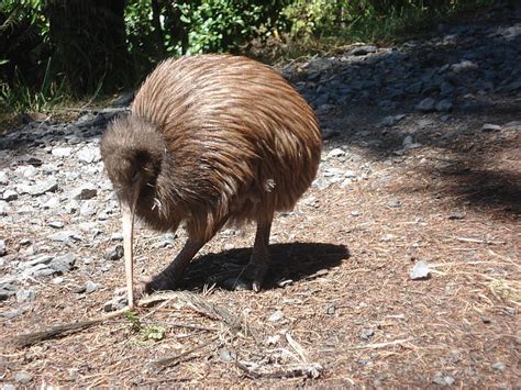 Wings or No Wings? Unveiling the Enigmatic Flightless Nature of Kiwi Birds