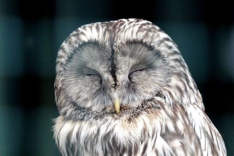 Wisdom in Nature: Lessons we can Learn from Owls and their Sleep Habits